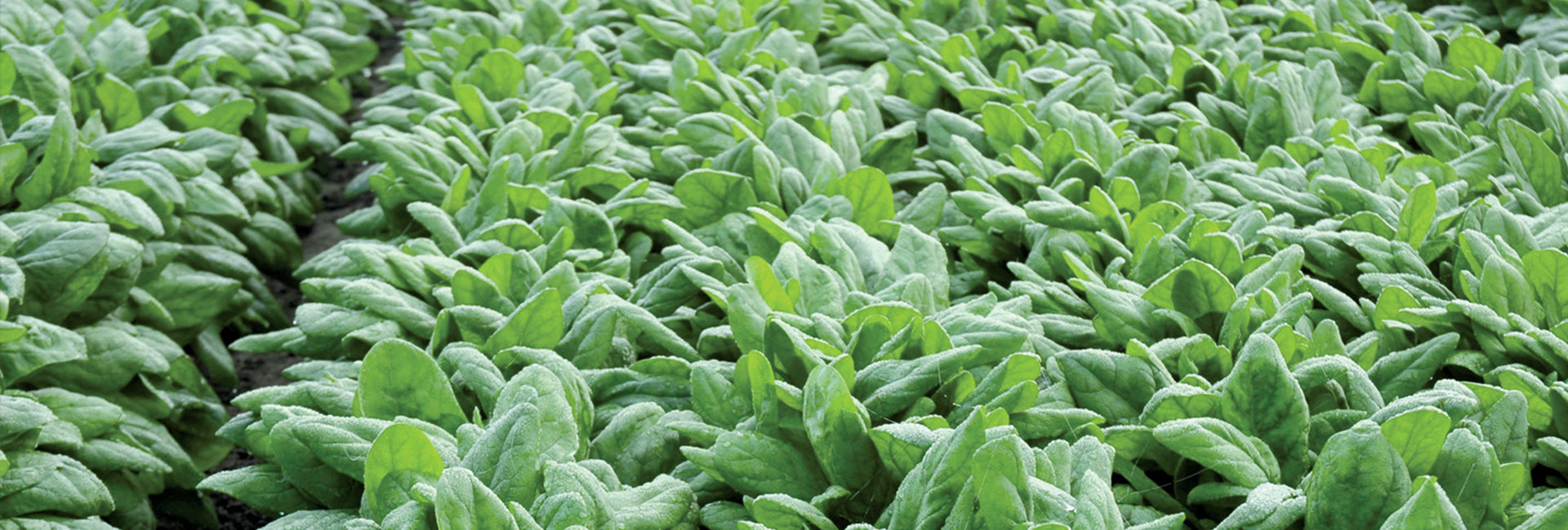 Close-up of green leafy plants growing in a field