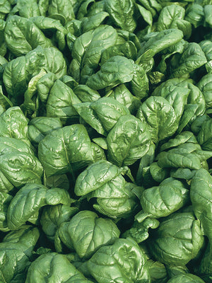 Close-up of fresh green spinach leaves