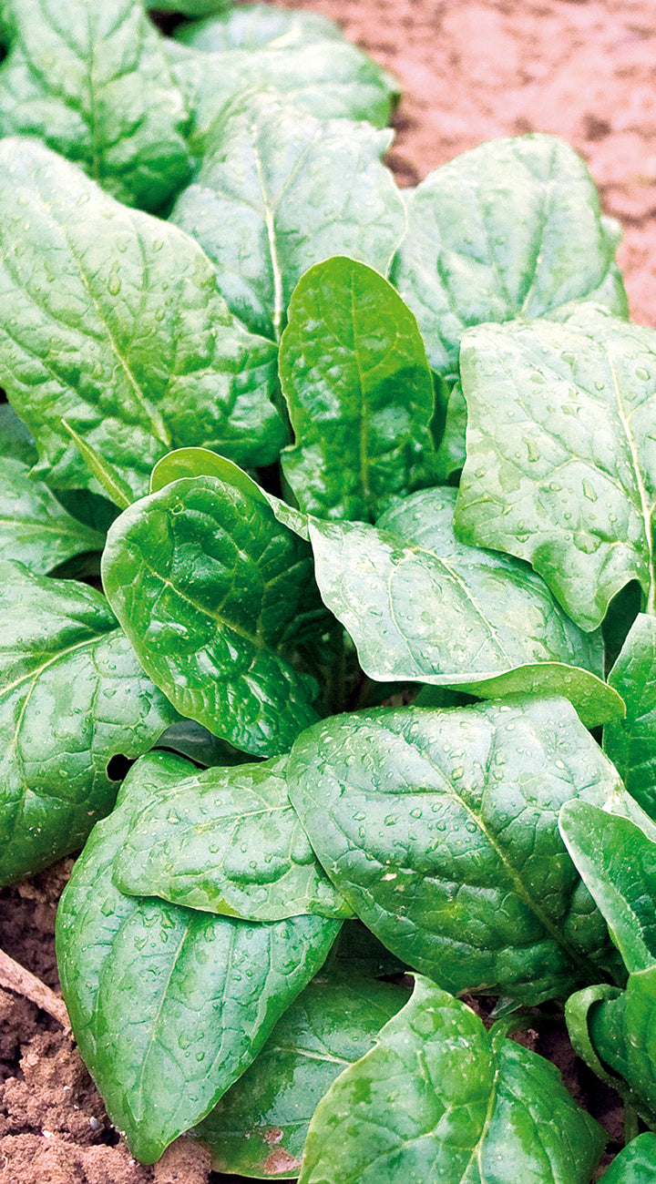 Close-up of fresh green spinach leaves on a brown surface