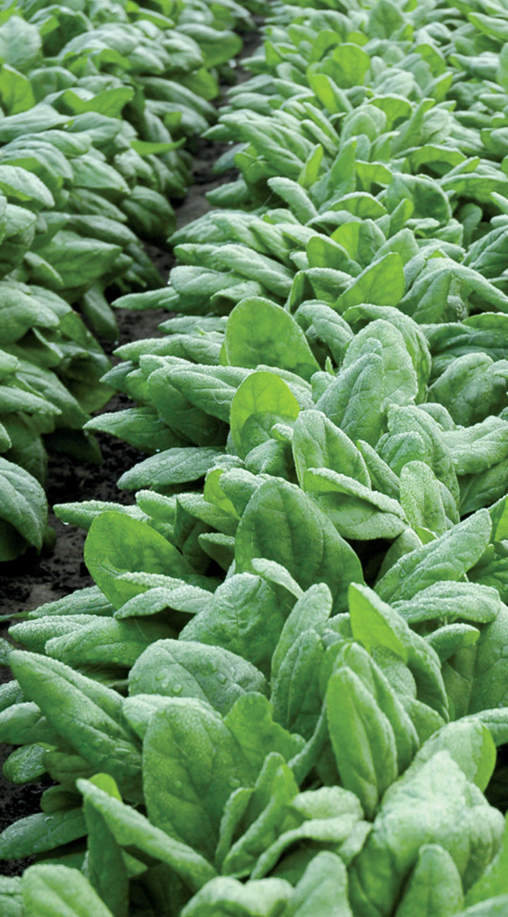 Row of young green spinach plants growing in a garden