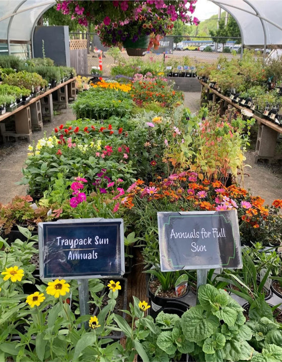 Plants in a greenhouse with two labels that say "Traypack Sun Annuals" and "Annuals for full sun"