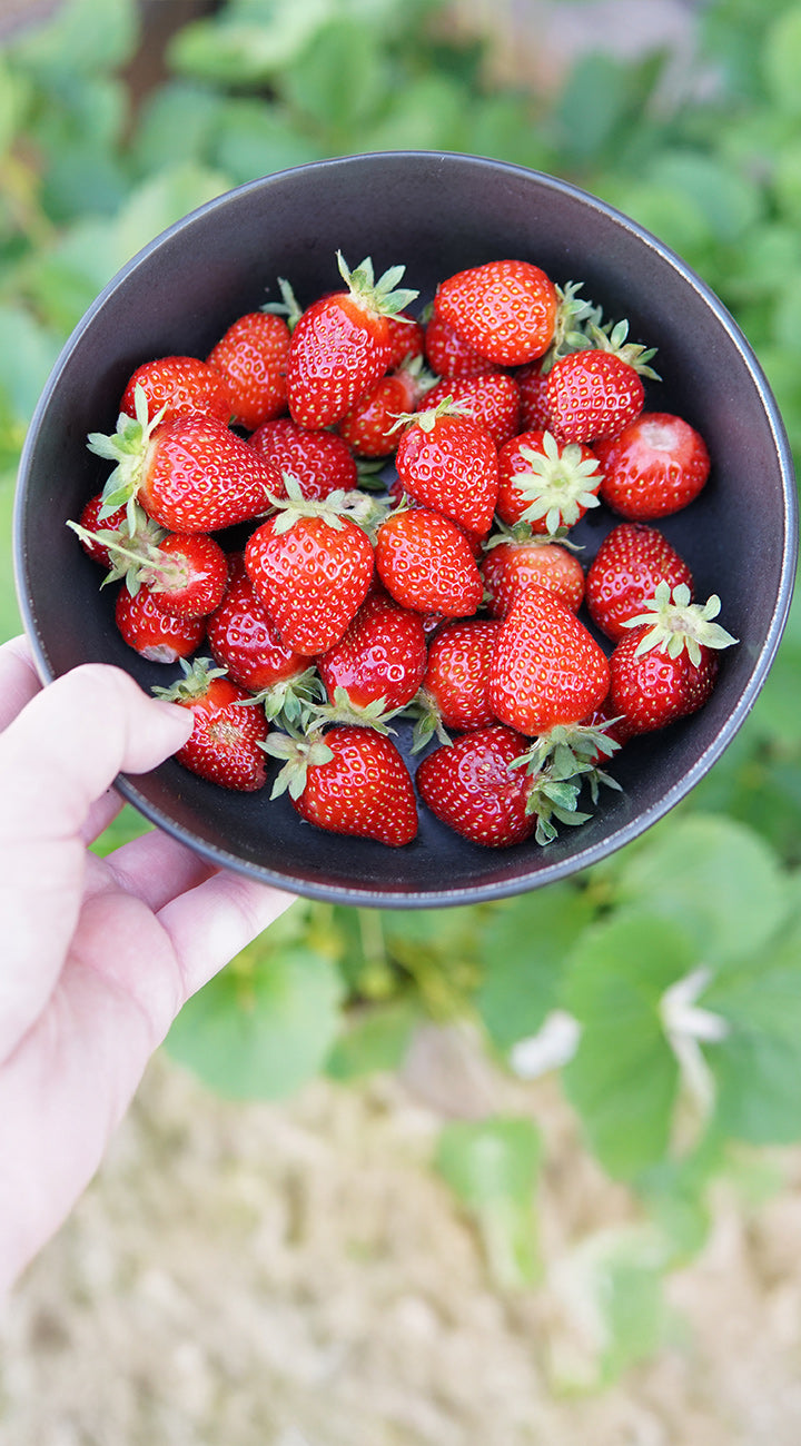 Top view of Italian Alpine strawberries in a dark bowl held by a hand showing small glossy red berries with green caps over a blurred garden background