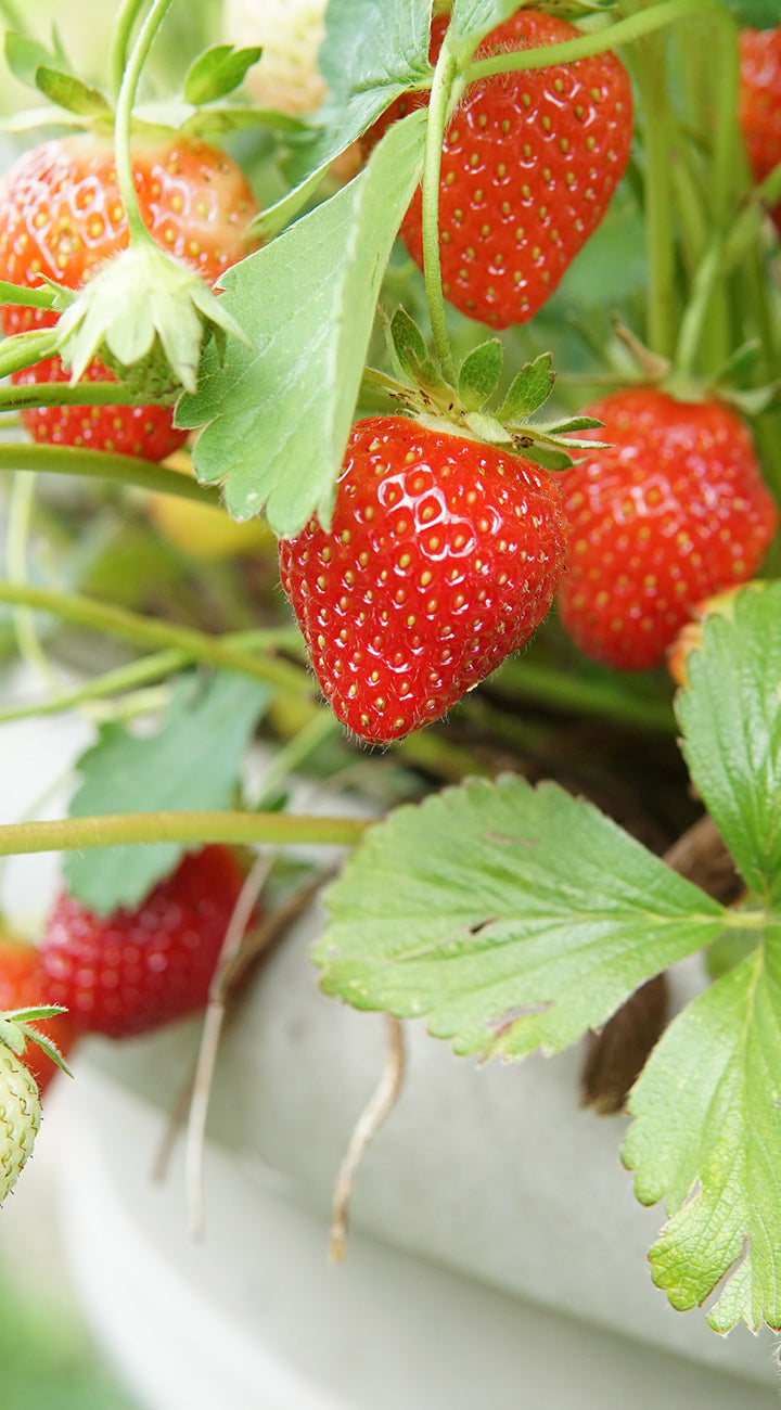 Close-up of ripe strawberries on a plant with green leaves.
