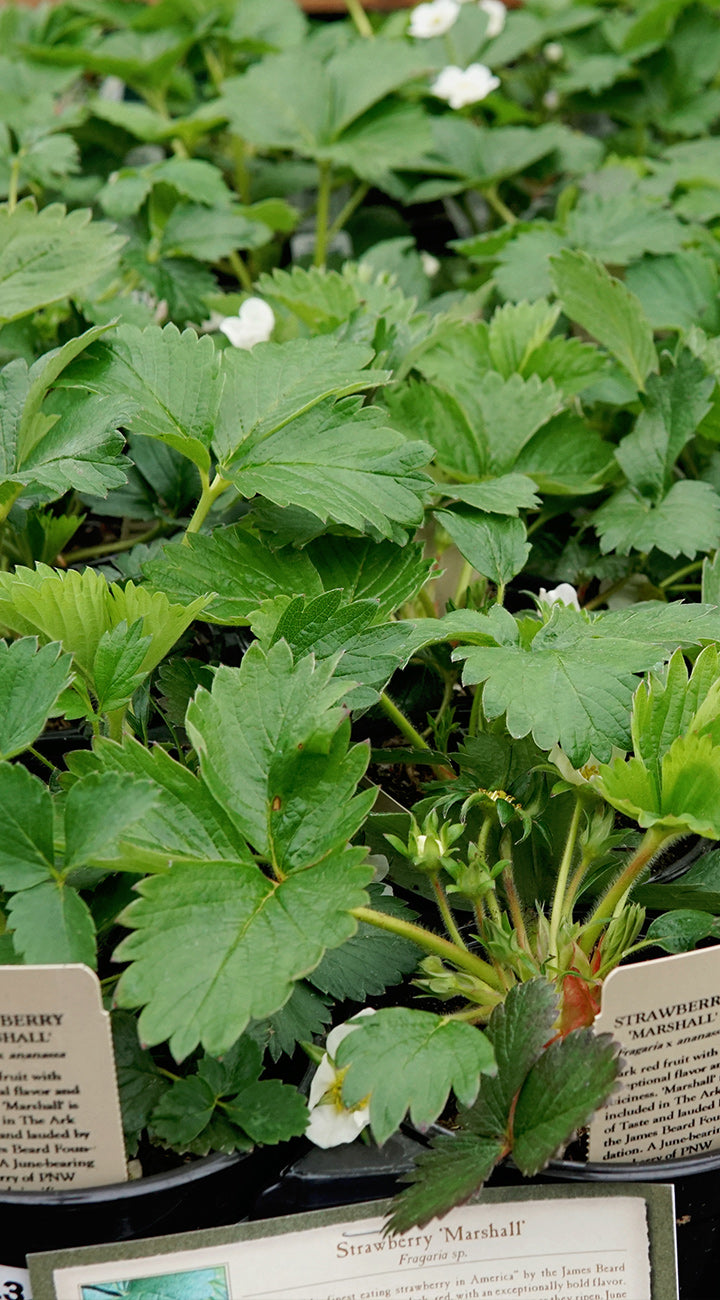 Close-up of Italian Alpine strawberry seedlings showing glossy three-part leaves and small white flowers in nursery trays