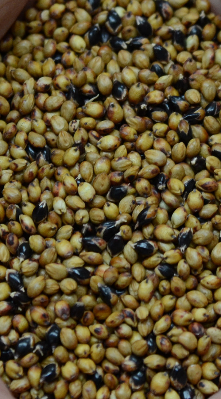Close-up of Piper Sudangrass seeds showing tan kernels with occasional black-tipped grains in a wooden bowl