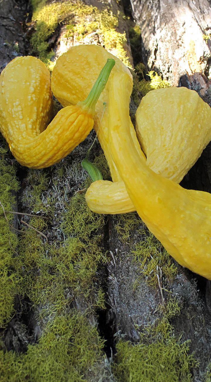Close-up of several yellow Emerald Delight summer squash showing bumpy skin and curved crookneck shape on mossy tree bark background