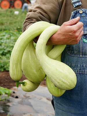 Person holding a bundle of green zucchinis in an outdoor setting