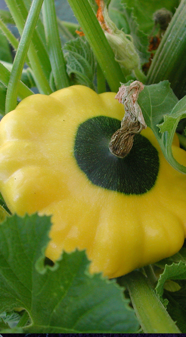 Yellow pattypan squash with green center on a leafy background