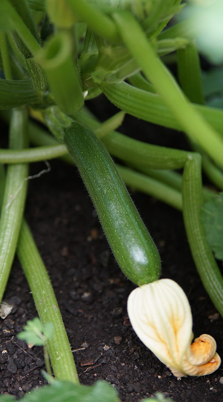 Close up of Cube of Butter summer squash showing an immature green fruit with attached pale yellow blossom on dark garden soil