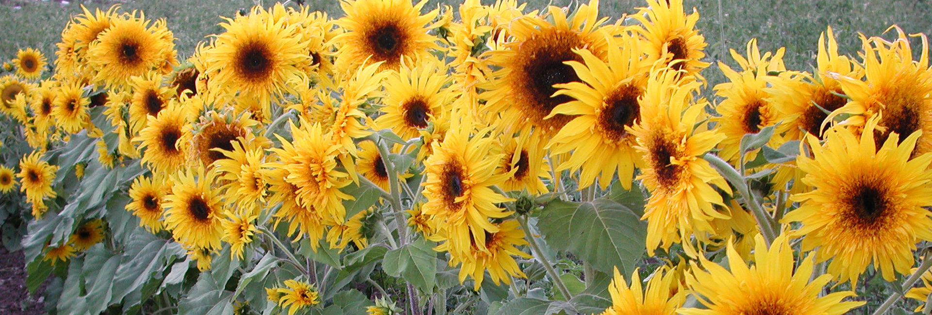 Blooming sunflowers with green leaves on a blurred natural background