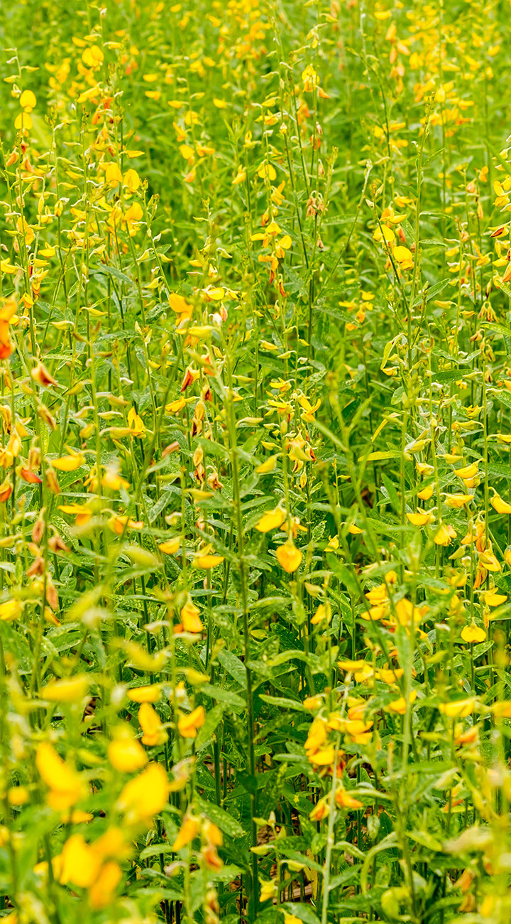Field of yellow sunn hemp flowers with green leaves