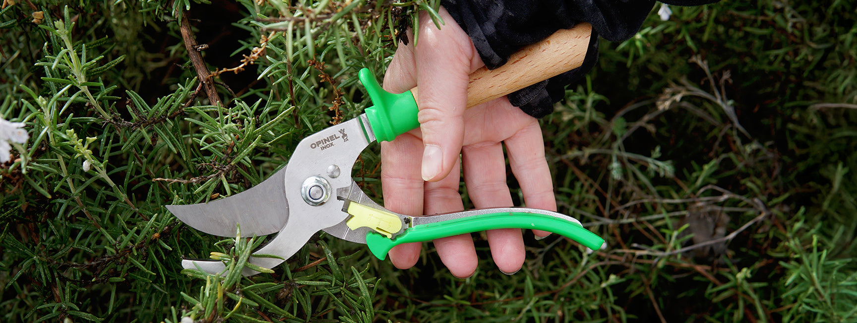 Hand holding a pair of green-handled pruning shears over greenery