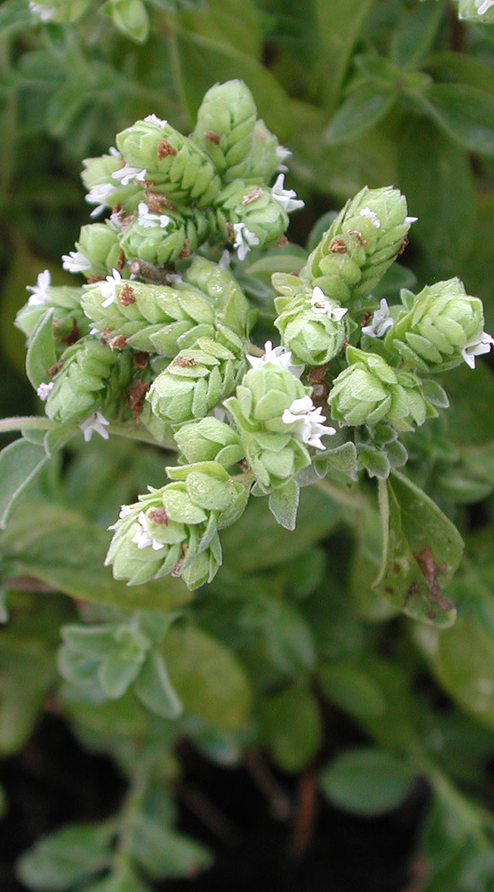 Close-up of a sweet marjoram plant with green buds and leaves