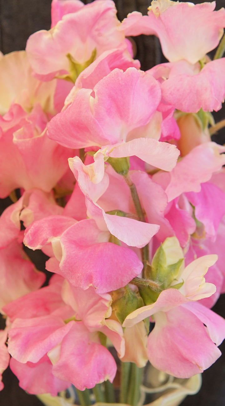 Close-up of pink sweet pea flowers with a blurred background