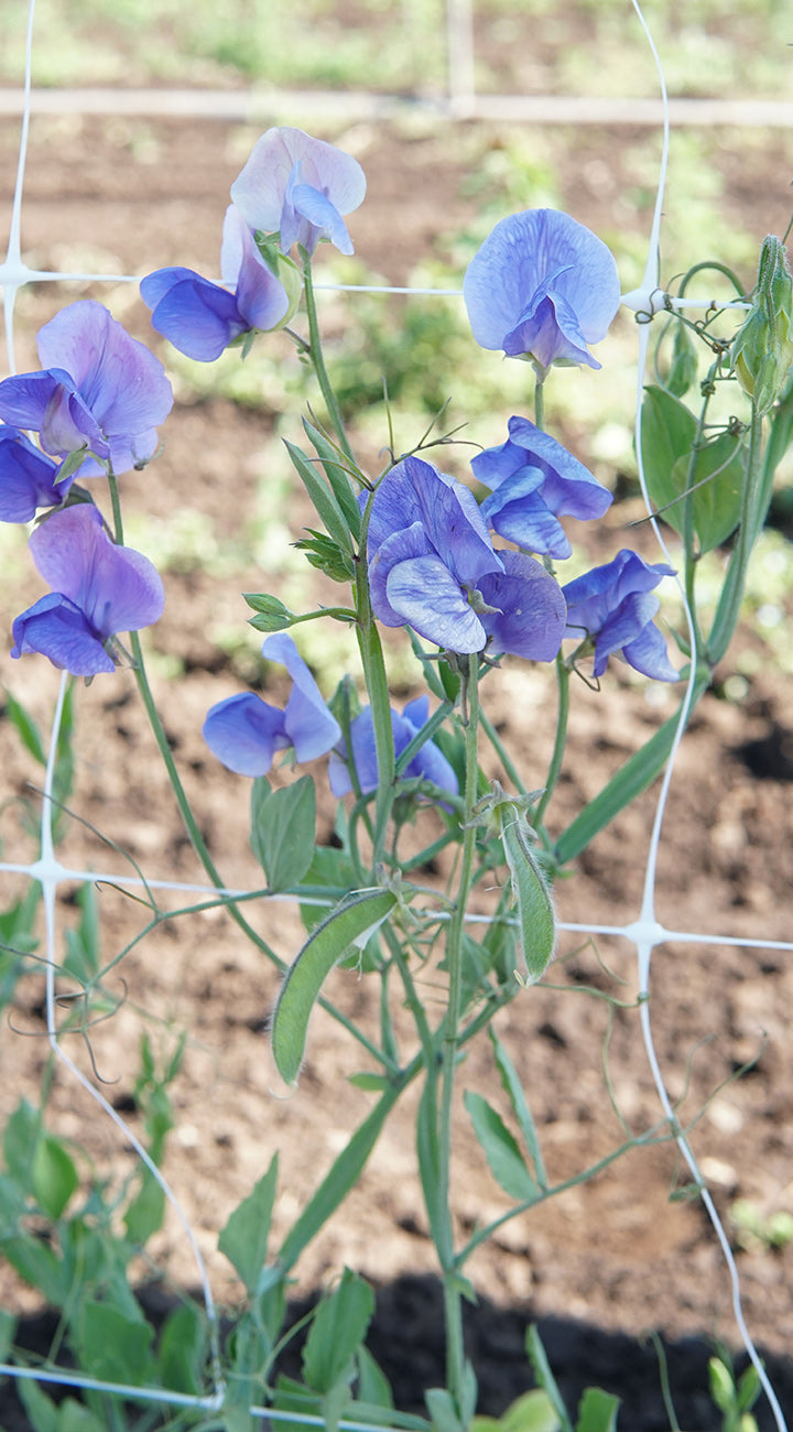 Blue sweet pea flowers growing on a plant with a wire fence in the background