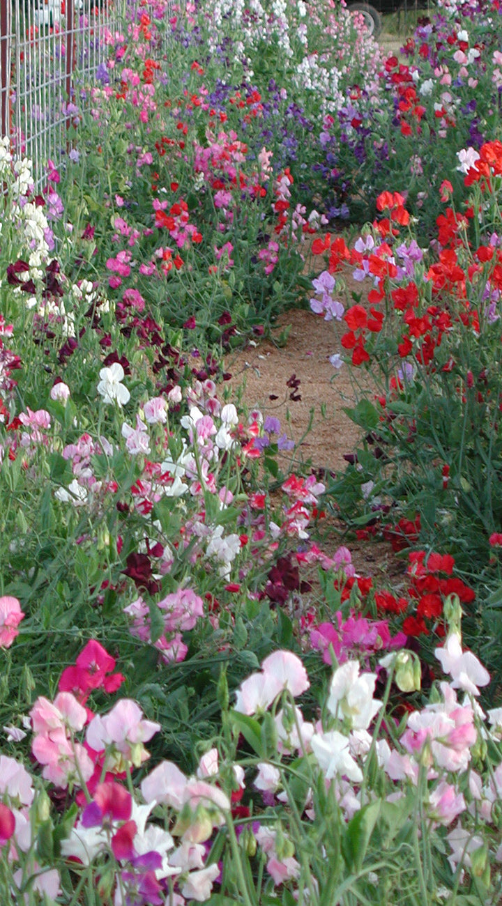 Colorful sweet pea flower garden with a path winding through it
