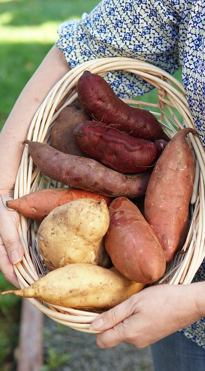 Person holding a woven basket of sweet potatoes outdoors