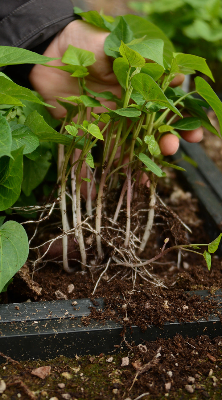 Sweet potato starts up close