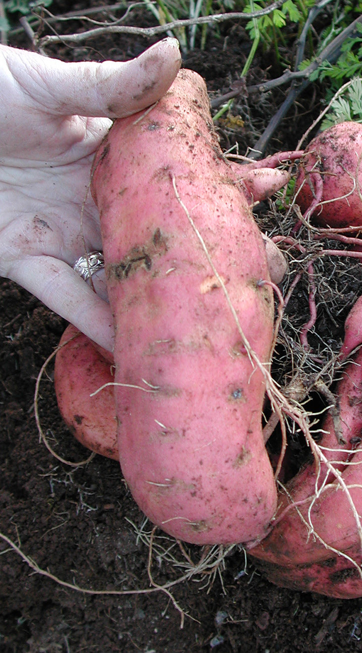 Hand holding a pink sweet potato with dirt on a dark background