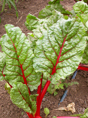 Close-up of Swiss chard plants with red stems in a garden setting.