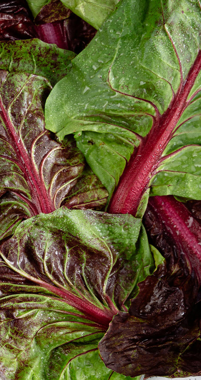 Close-up of swiss chard leaves with red stems.