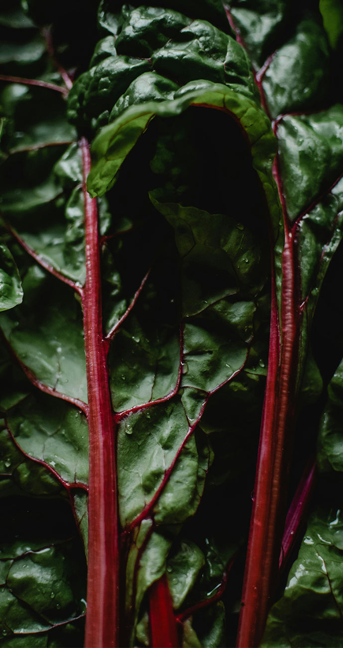 Close-up of dark green swiss chard leaves with red stems.