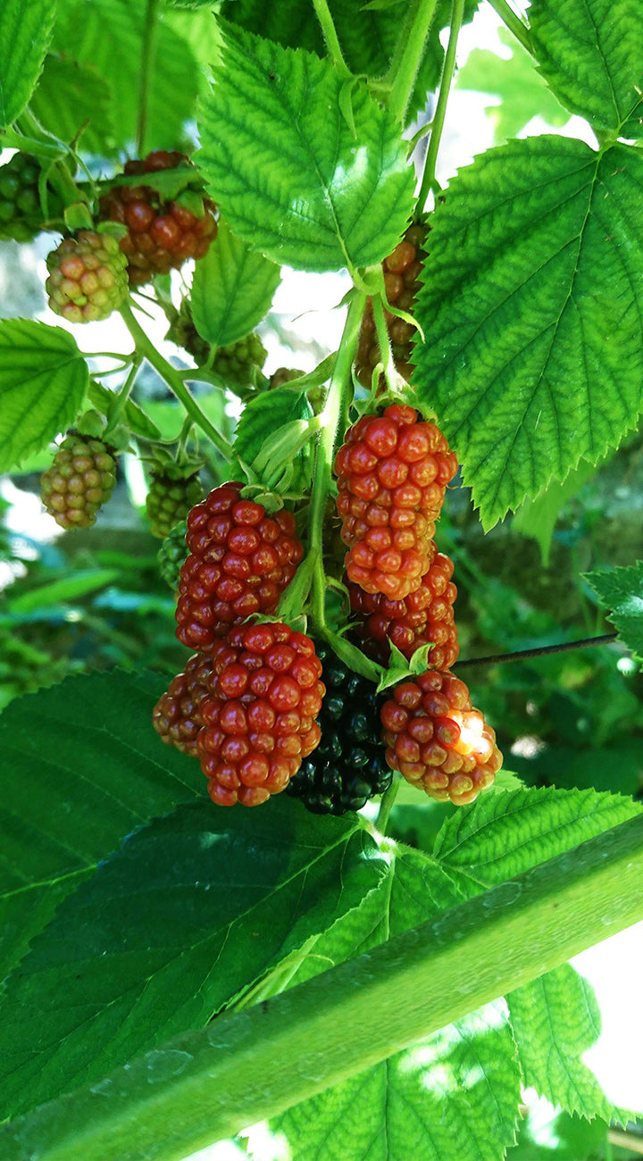 Ripe tayberries on a tree branch with green leaves