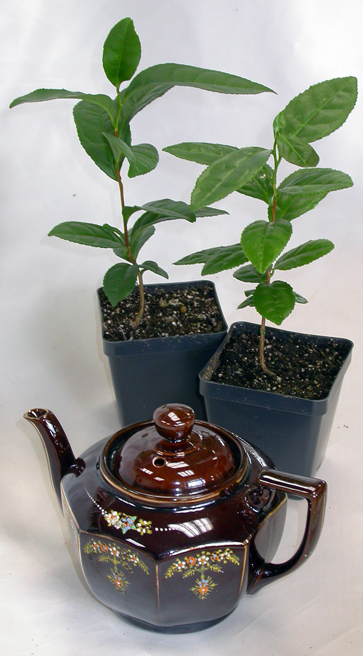 Front view of Large Leaf Tea plant in a nursery pot showing glossy serrated green leaves, brown teapot on white background