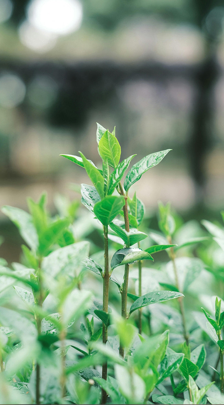 Close-up of Large Leaf Tea plant showcasing glossy young leaves with water droplets against a soft blurred background