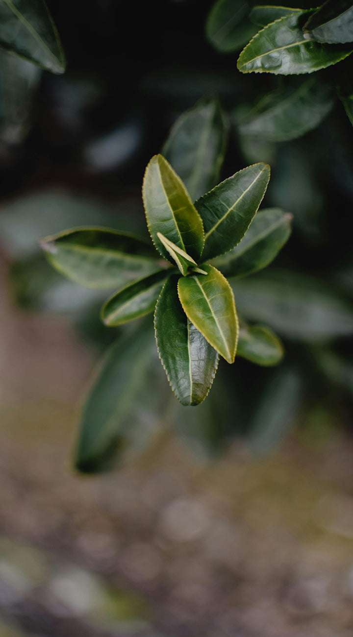 Close-up of green tea leaves with a blurred natural background