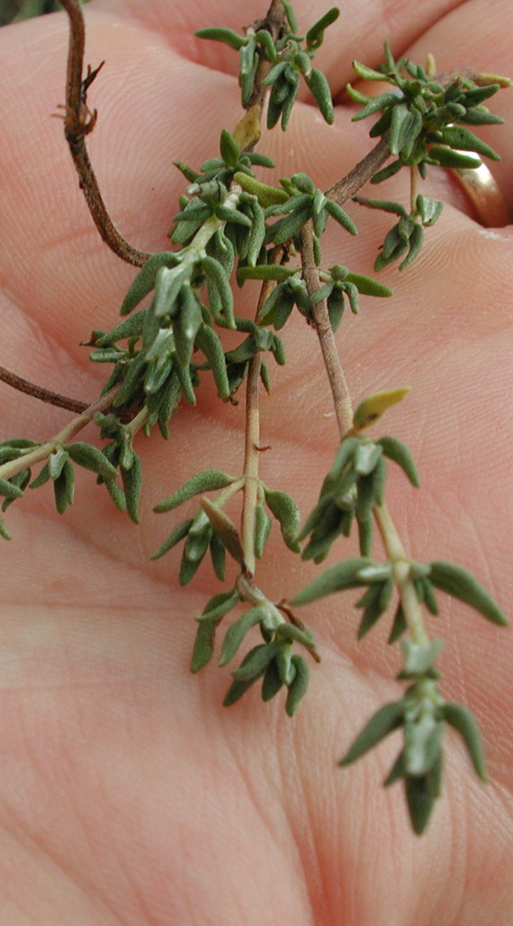 Small green thyme plant held in a hand with a blurred background