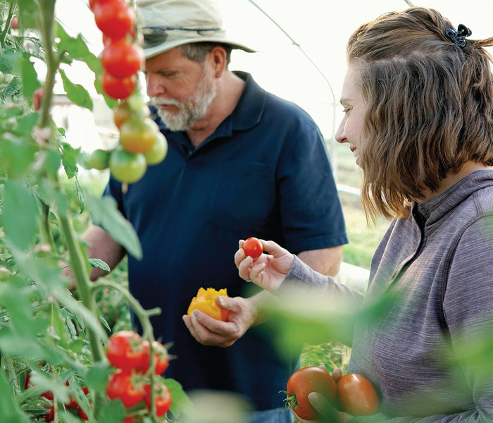 Tom and Farren Johns inspecting tomatoes in a greenhouse
