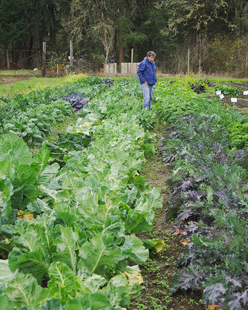 Tom standing in a garden with rows of leafy green vegetables
