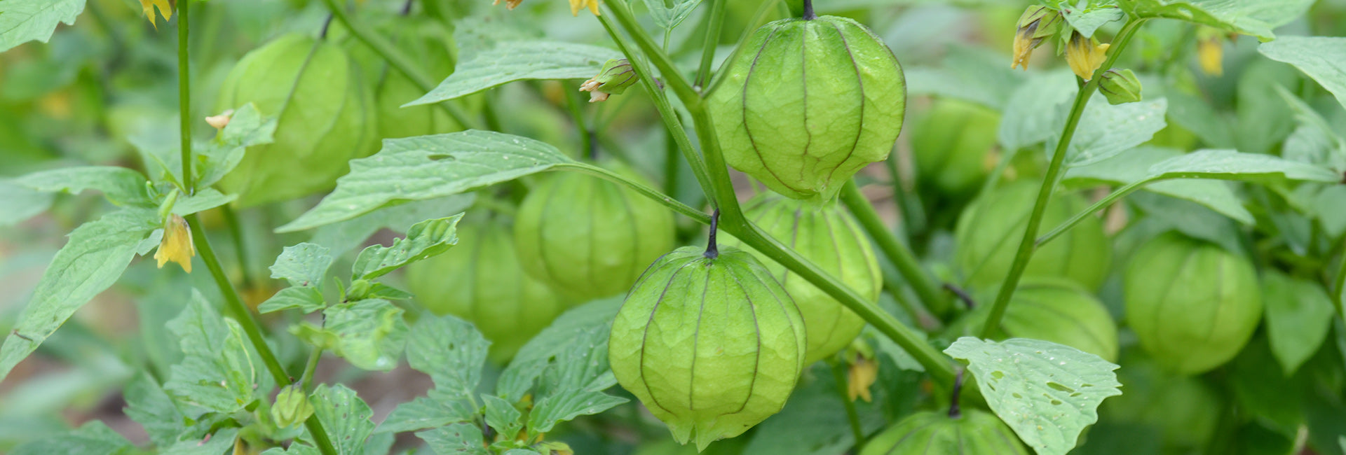 Green tomatillos growing on a branch with green leaves.