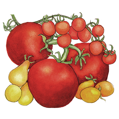 Decorative illustration of red tomatoes and yellow pears on a white background