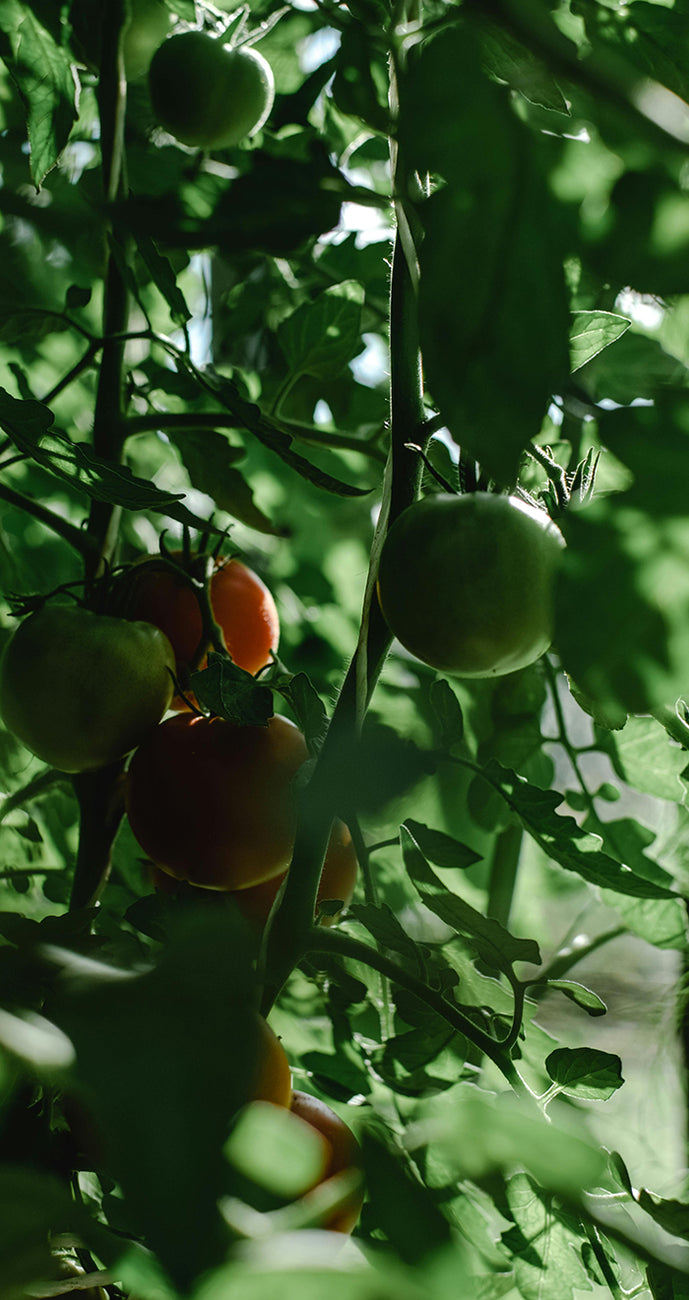 Tomatoes growing on a vine with green leaves
