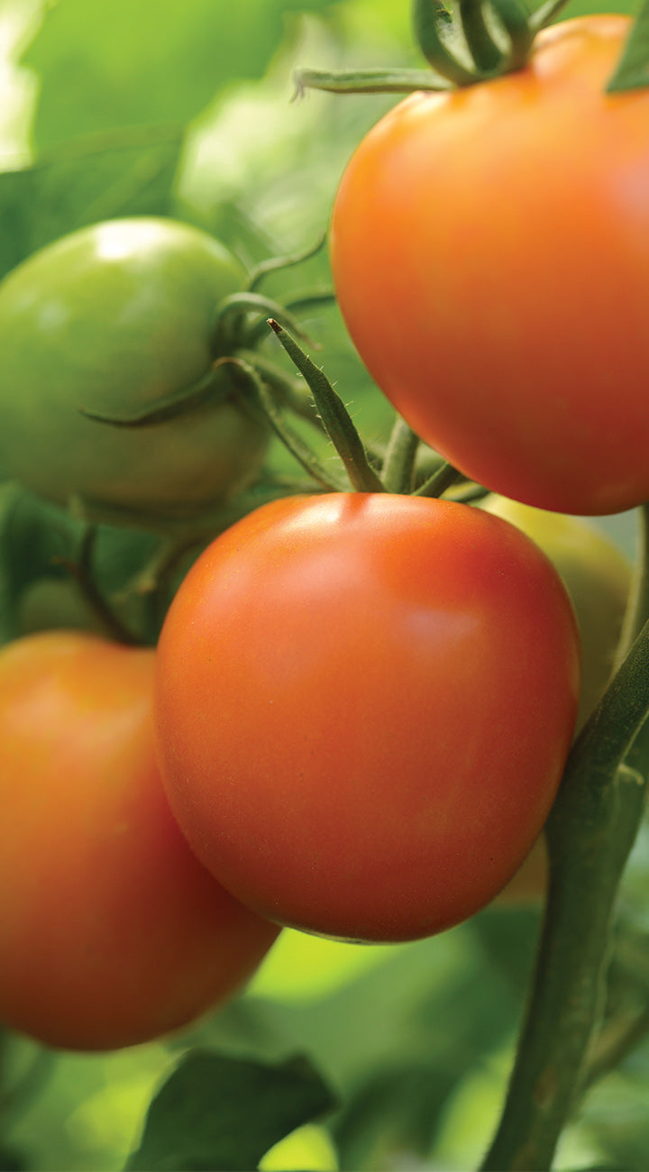 Tomatoes on a vine with green leaves