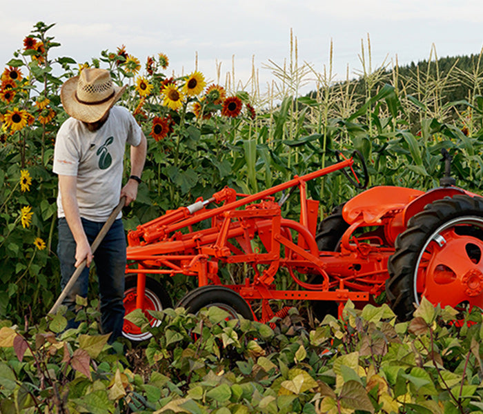Person working in a field with a red tractor and sunflowers in the background