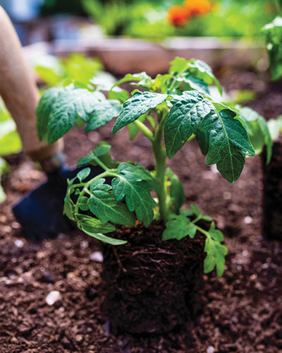Young vegetable transplant in soil with a blurred background of a garden