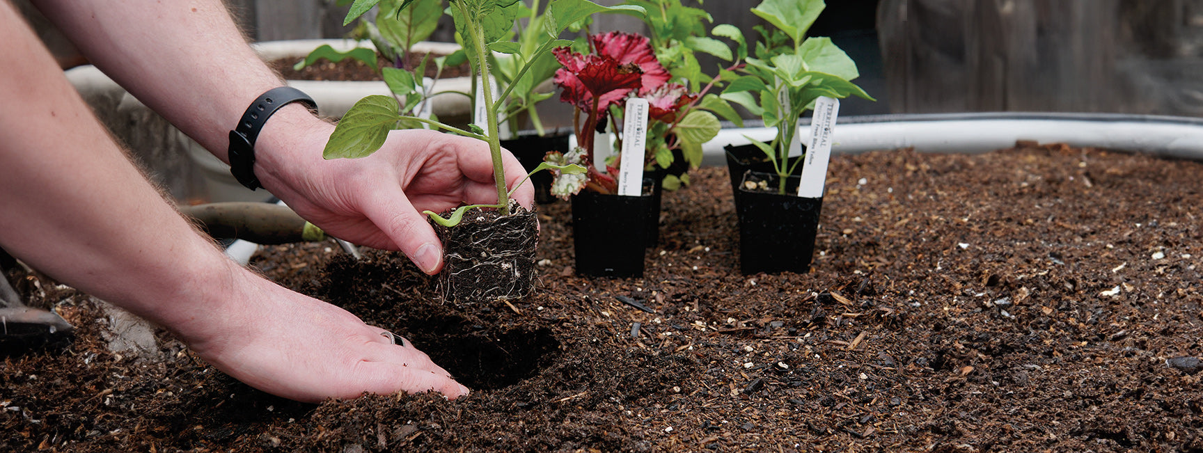 Person planting a seedling in soil with plants in the background