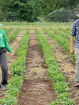 Two people walking through a field with irrigation systems in the background