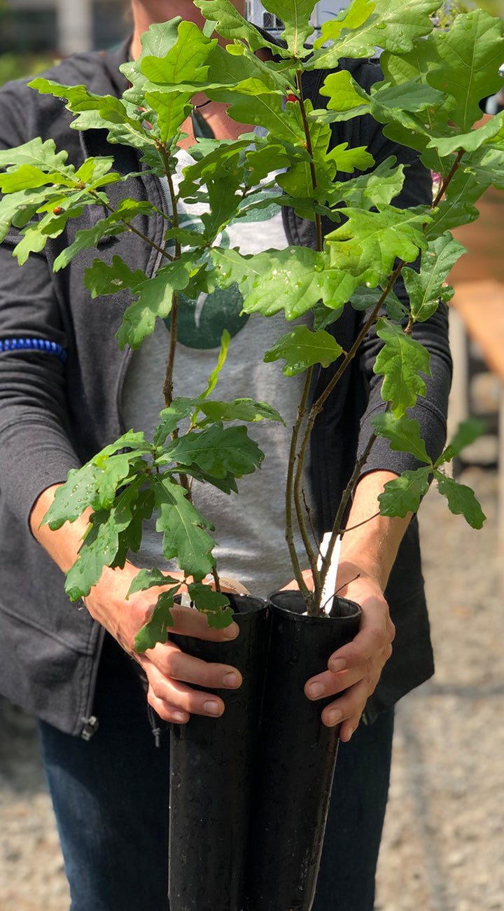 Person holding two young truffle trees in black pots with a blurred background