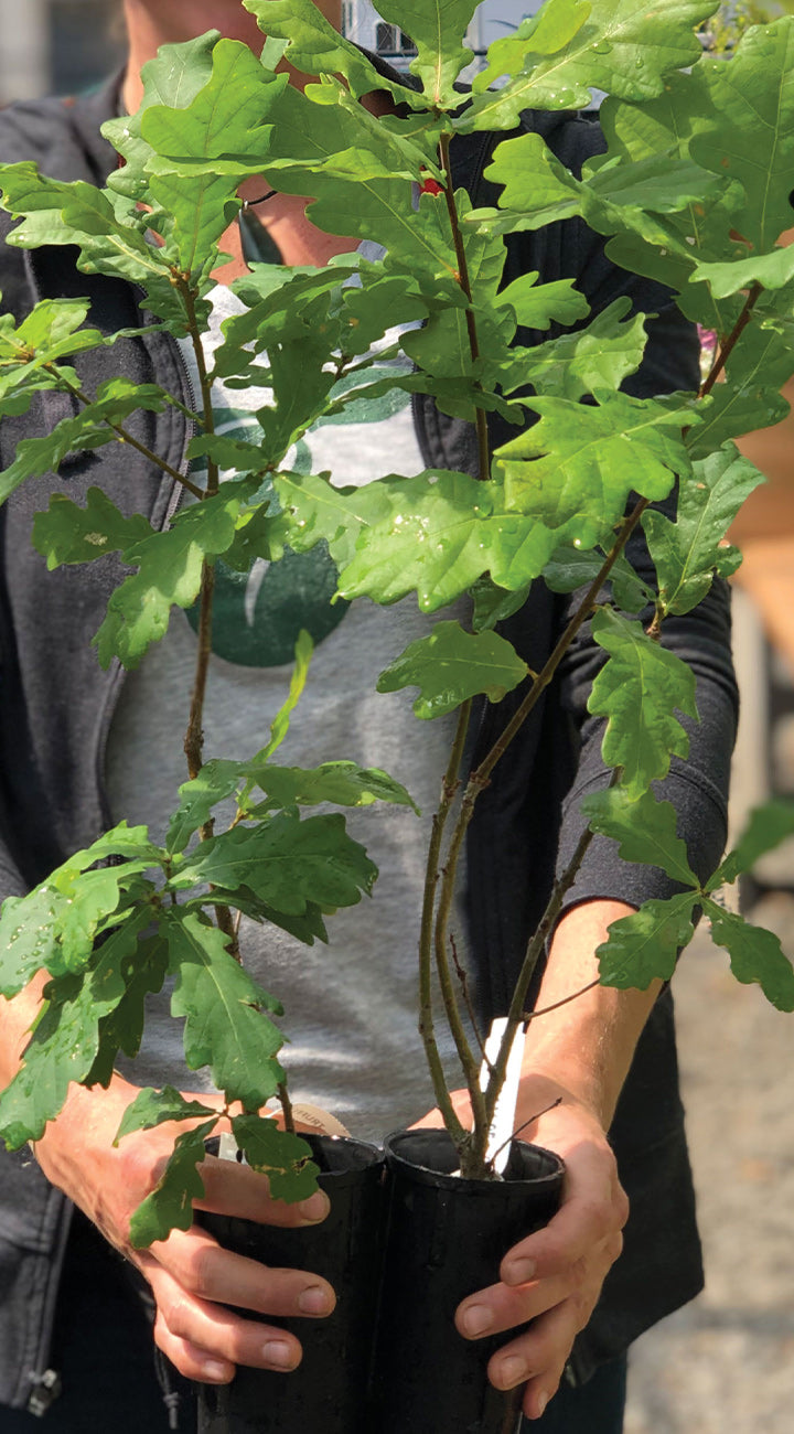 Front view of two English oak saplings inoculated with bianchetto truffles in black pots, showing lobed leaves, held by a person