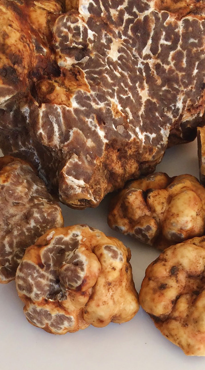 Close-up of Bianchetto truffles showing marbled brown-and-white interior and knobby cream-brown exterior on white background
