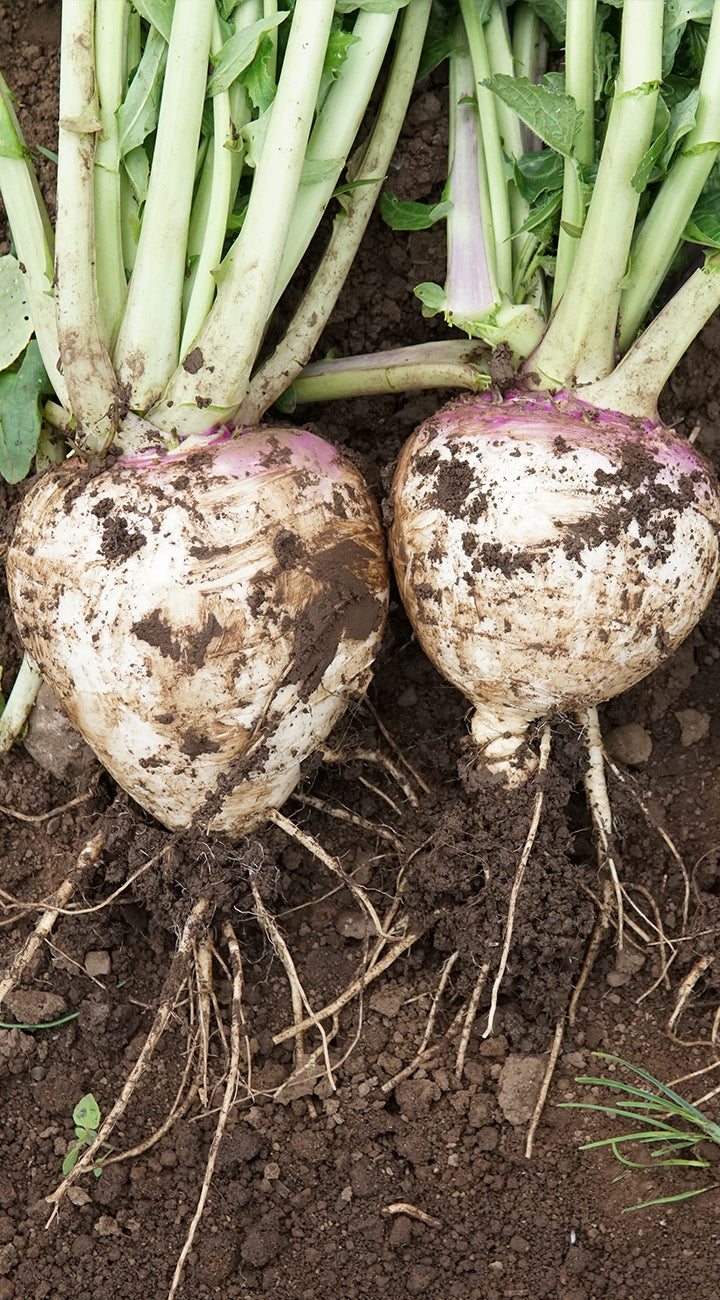 Close-up of two freshly harvested Golden Ball turnips showing dirt-coated bulbs, long thin roots, and green tops on soil