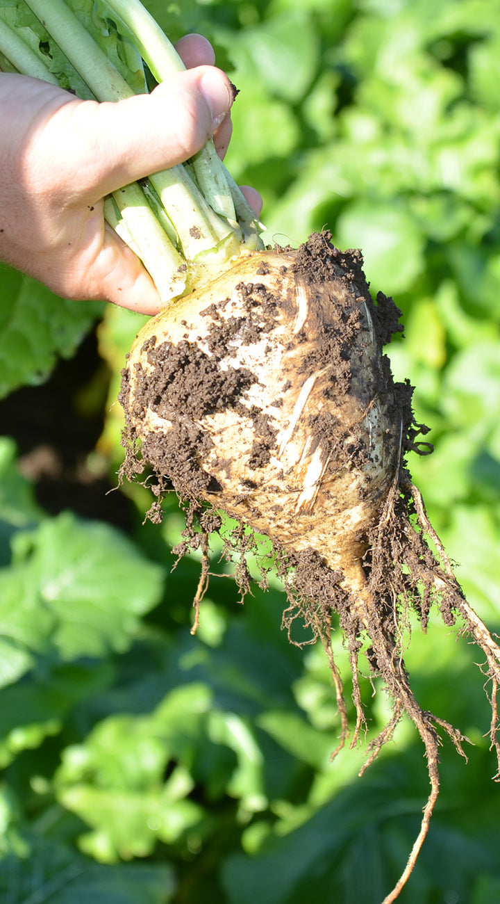 Hand holding a freshly harvested turnip with soil still attached against a green leafy background