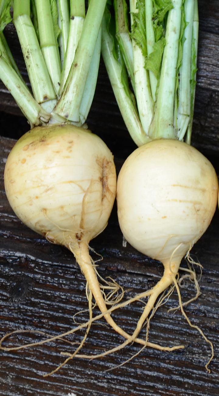 Close-up of two Purple Top White Globe turnips showing smooth pale roots and leafy green tops on a dark wooden surface