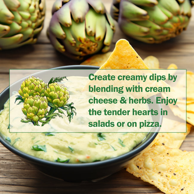 GREEN GLOBE-ARTICHOKE