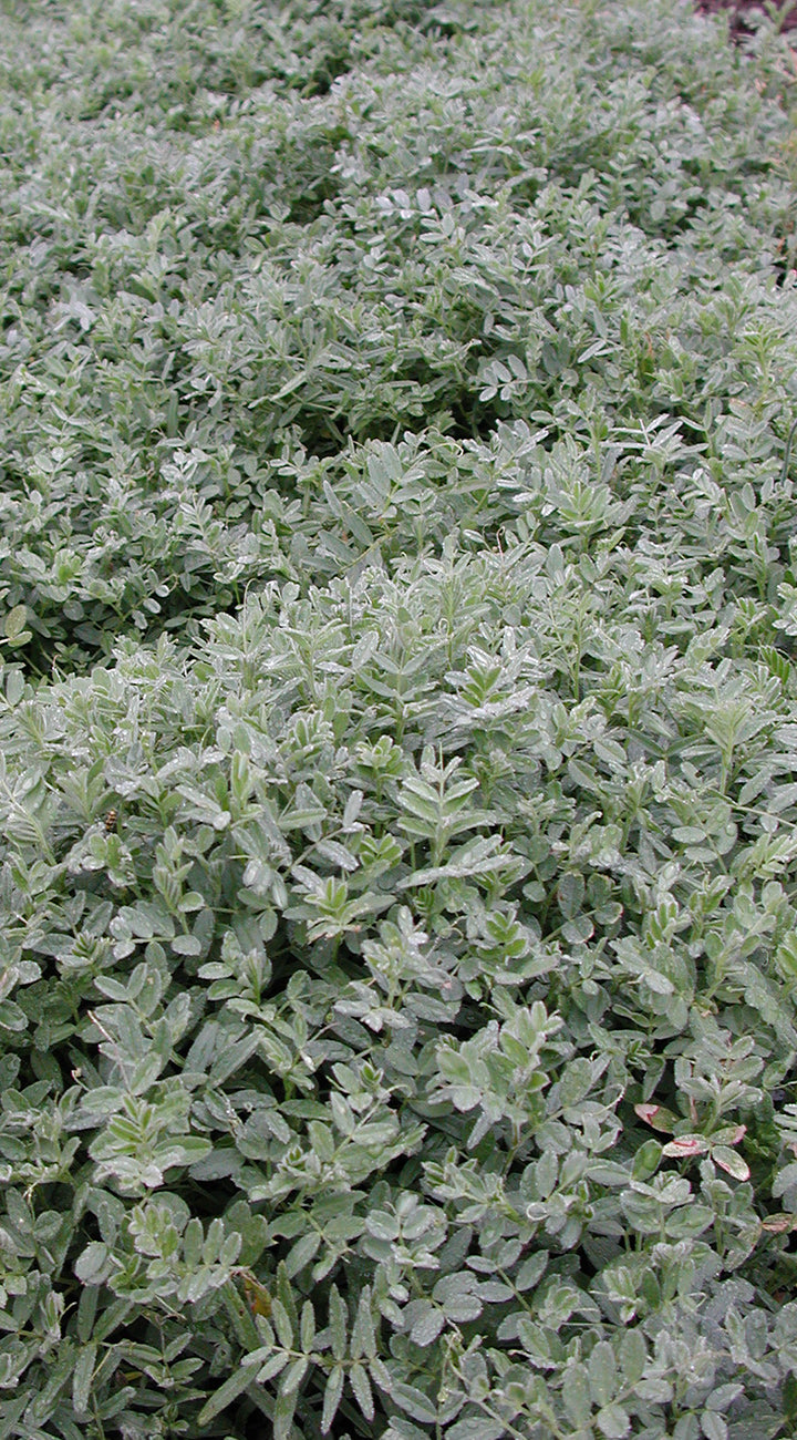 Close-up of a dense patch of hairy vetch green shrubbery