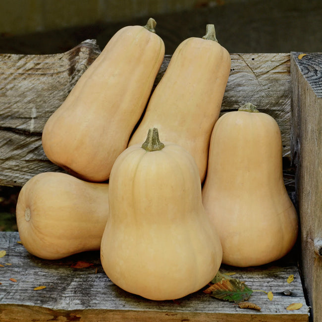 Group front view of Waltham butternut squash showcasing smooth tan skin and elongated bottle shape on a weathered wooden crate